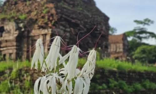 My Son Sanctuary Travel Itinerary 1 Day
